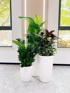 速看！余姚绿化修剪方案，打造清新宜人城市景观